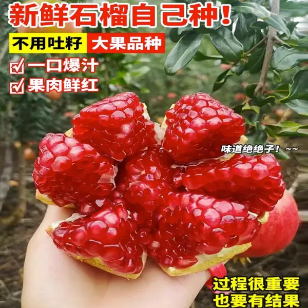 石榴树树苗突尼斯软籽石榴苗盆栽庭院果树特大带土无籽甜石榴树苗