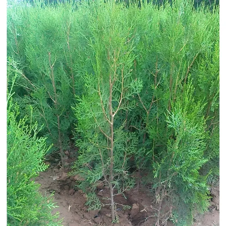 侧柏树苗 扁侧柏树 松柏树苗 庭院绿化侧柏叶 柏树绿化苗木