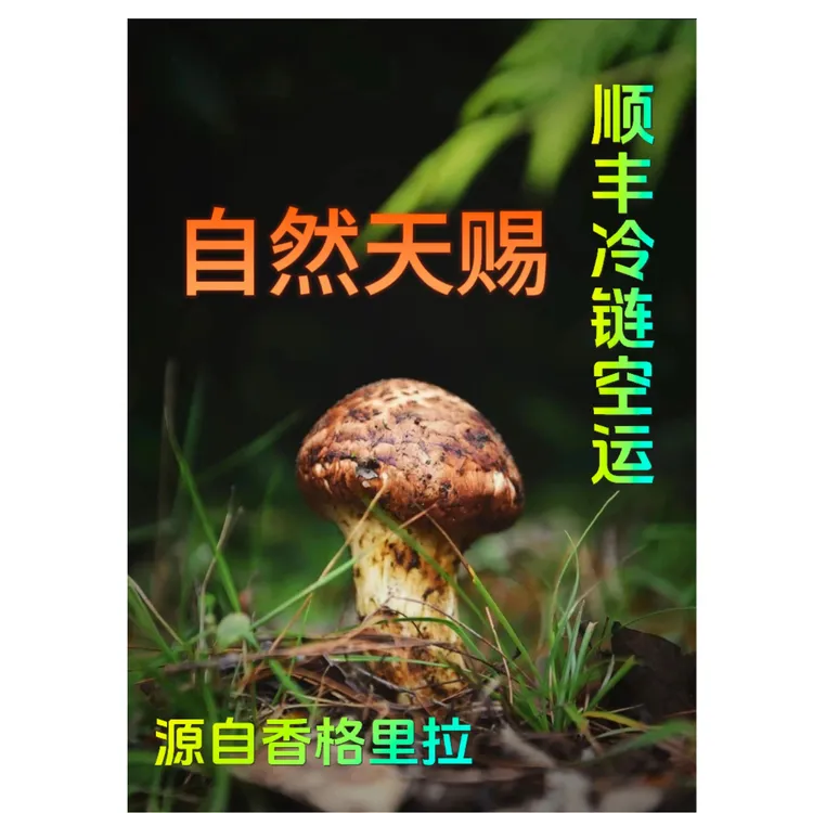 香格里拉新鲜松茸新鲜采摘现货直播正宗云南新鲜松茸菌顺丰包邮
