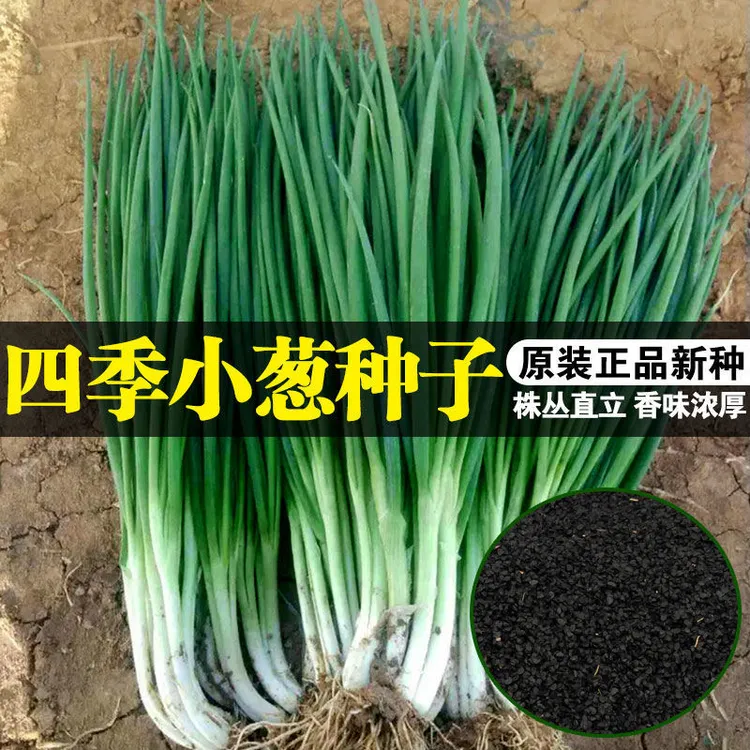 【小香葱种子】 四季小香葱种子盆栽播易种阳台小院种植