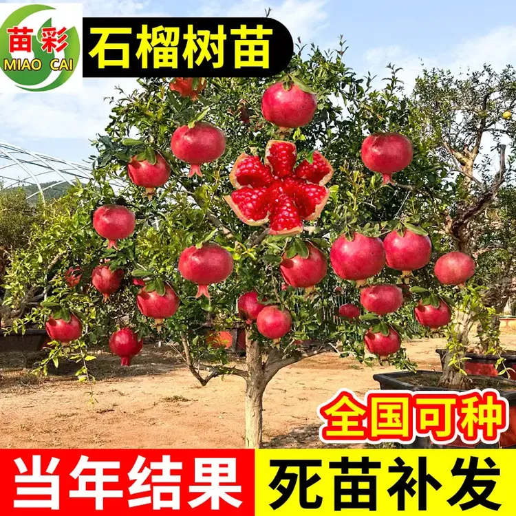 石榴树苗特大突尼斯软籽新品种南北方种植蒙阳红盆栽地栽当年结果