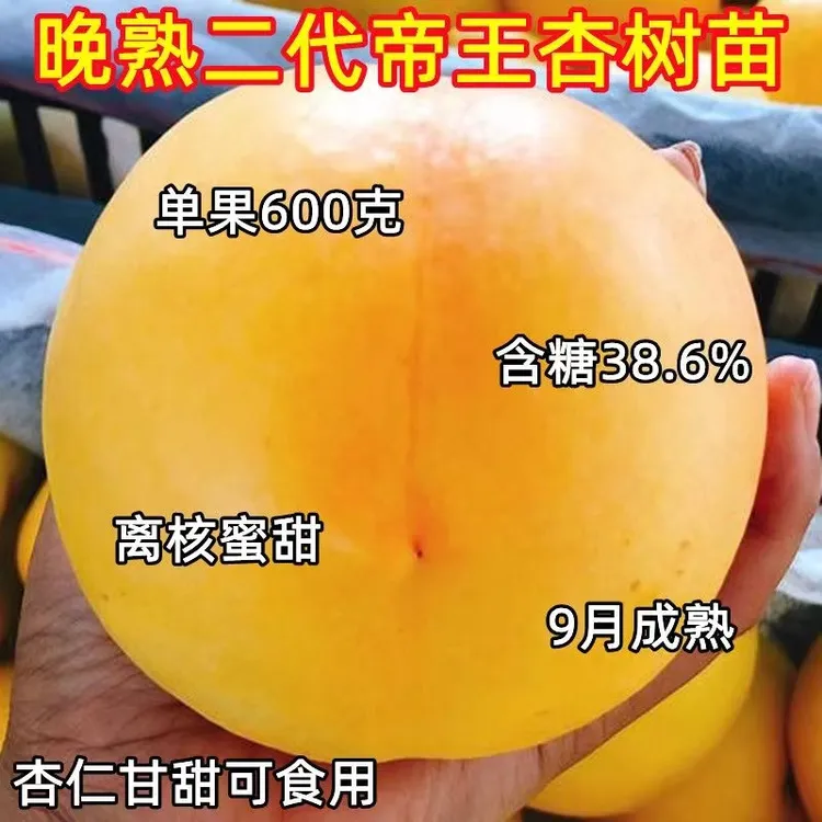 晚熟二代帝王杏树苗嫁接杏树南北方盆栽地栽庭院种植苗多年生裸根