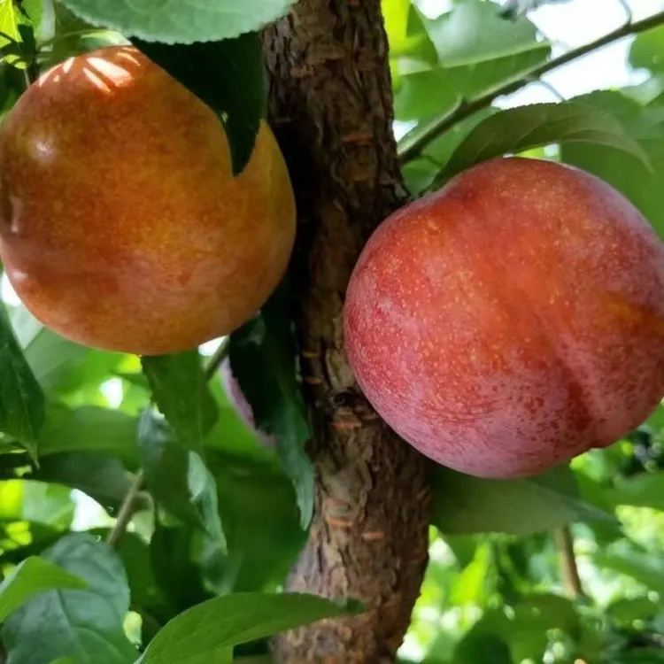 大果大红袍李子树苗嫁接新品种晚熟耐寒李子树苗盆栽地栽庭院种植