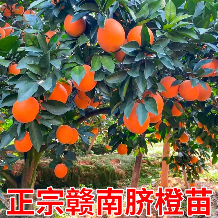 脐橙苗纽荷尔脐橙苗嫁接橙子树苗南方北方种植果树果苗当年结果