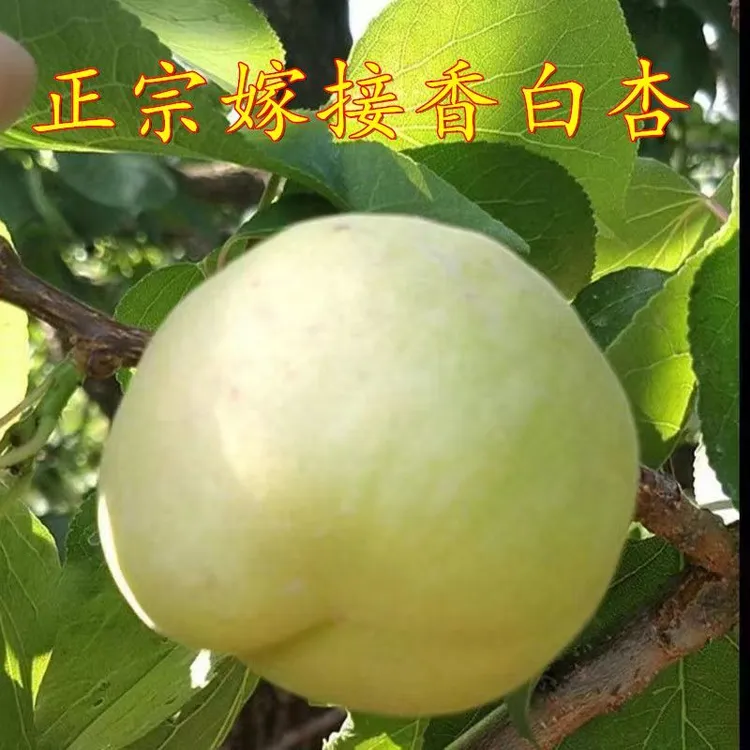 杏树苗正宗嫁接香白杏子苗新款耐热耐寒盆栽地栽南北种植盆栽地栽