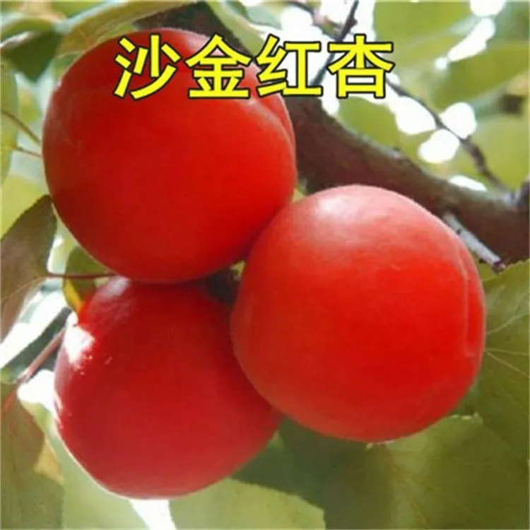 新品种耐寒大果沙金红杏树苗嫁接果树南方北方种植晚熟杏子树苗