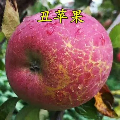 嫁接苹果树苗 脆甜四川冰糖心大凉山丑苹果苗南盆栽地栽