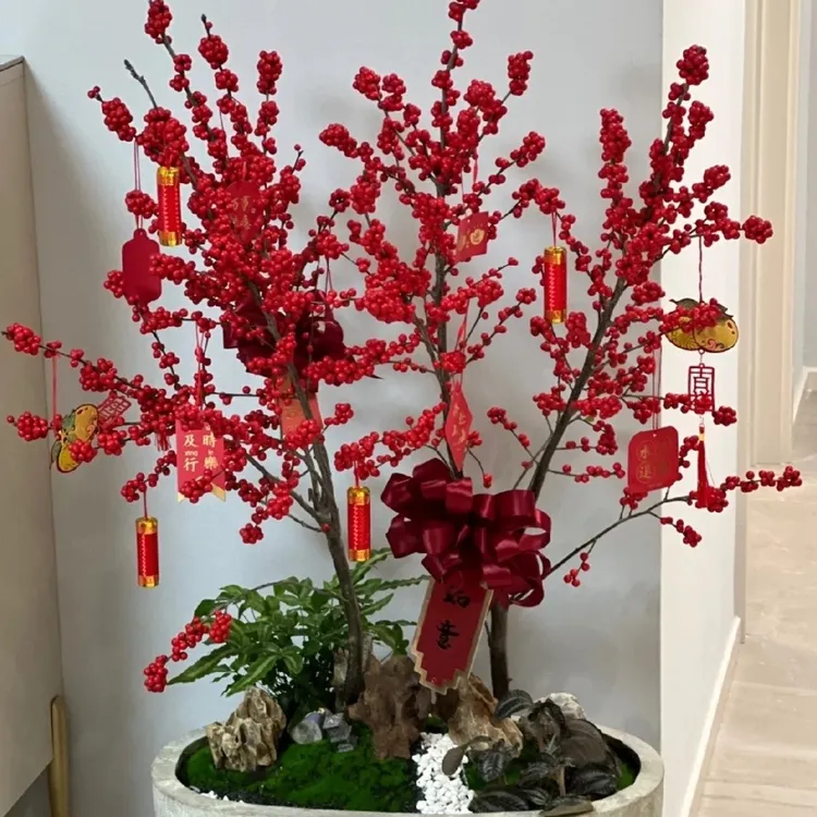 北美冬青红果绿植盆栽家居庭院乔迁耐寒好养活批发