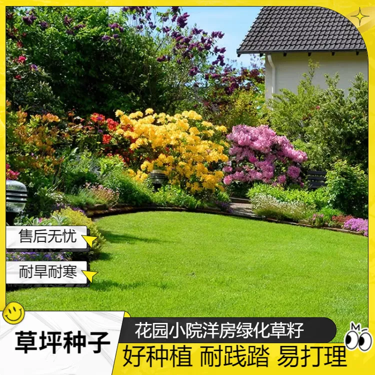 【四季青】庭院绿化护坡草籽耐践踏易打理耐旱耐寒低矮草坪种子