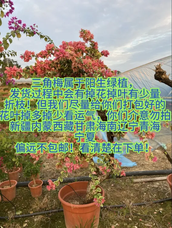 三角梅双色茉莉直播间一物一拍连接