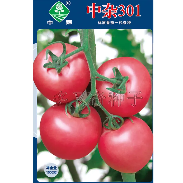 中杂301番茄种子 春秋播圆形粉红色西红柿种子酸甜口感好蔬菜种子