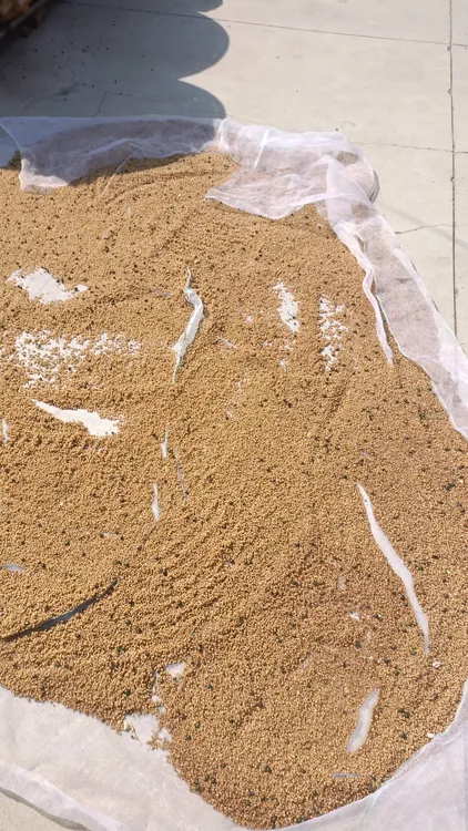 东北鸡头黄精种子，脱皮种子净种子