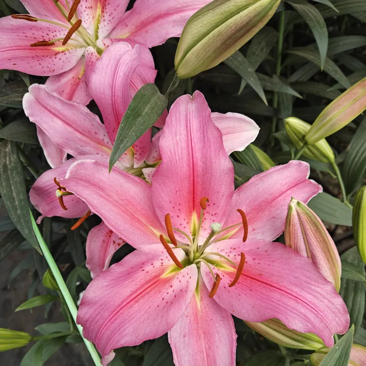 【罗蒂】13/15 东方系列香水百合种球种植荷兰进口种球栽种