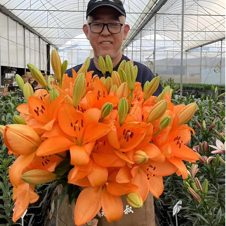 直播专属价格【橙色海洋】11/12 （小球）LA亚百百合种球进口种球