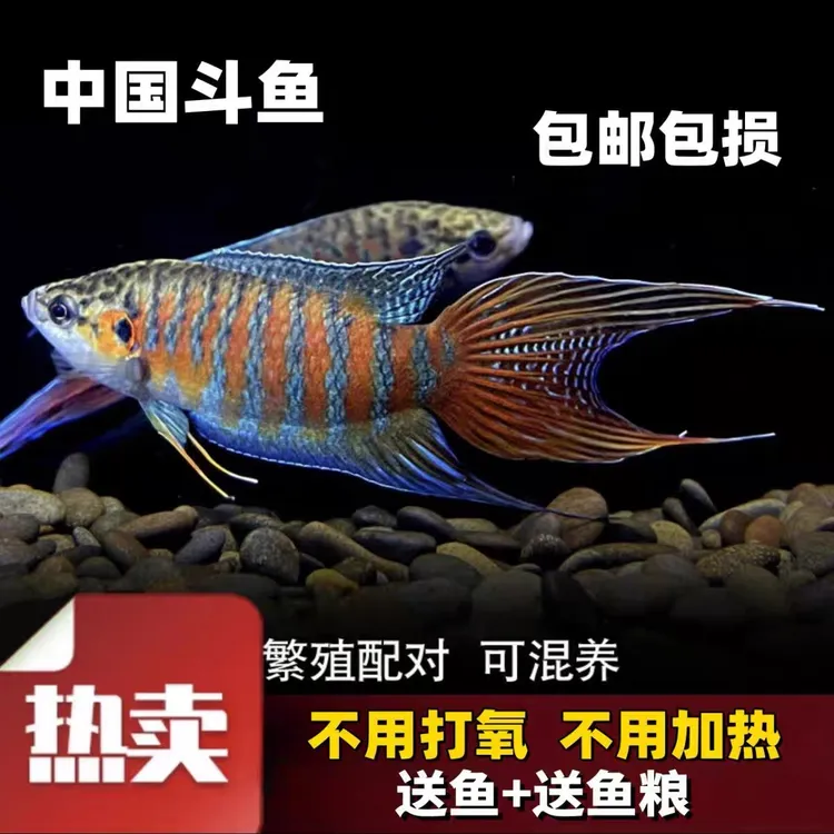 中国斗鱼活体活鱼冷水淡水好养耐活金鱼小型冷水鱼蓝吉罗观赏鱼