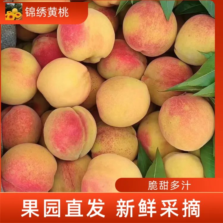 锦绣黄桃湖南怀化高山红心桃子脆甜多汁果园现摘现发产地直销