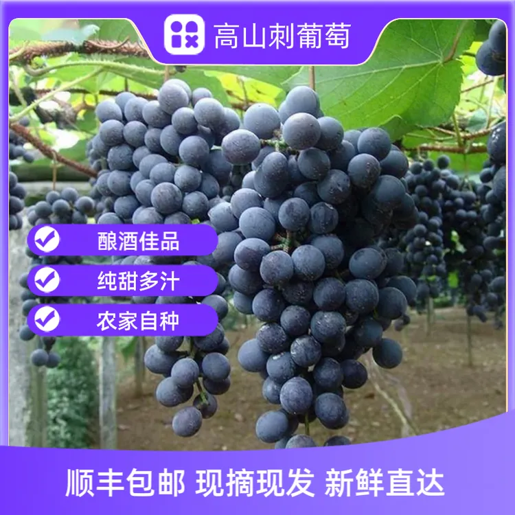 湖南怀化高山刺葡萄湘珍珠葡萄产地直发当季水果批发
