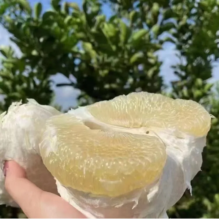 湖南怀化正宗安江老树雪峰冰糖柚小苦柚麻麻柚现货小药柚爆汁清甜