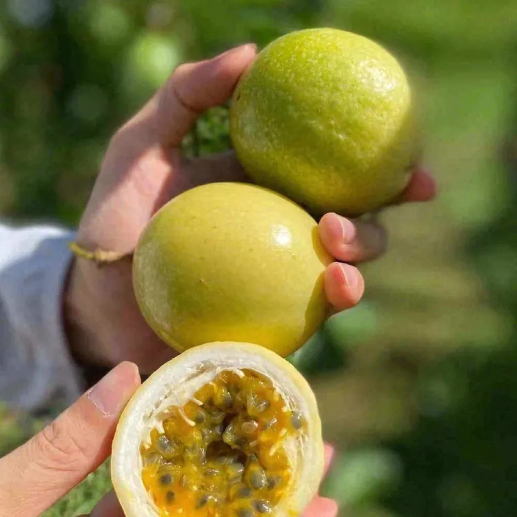 空运钦密9号中大果黄金百香果9号百香果钦蜜9号一公斤