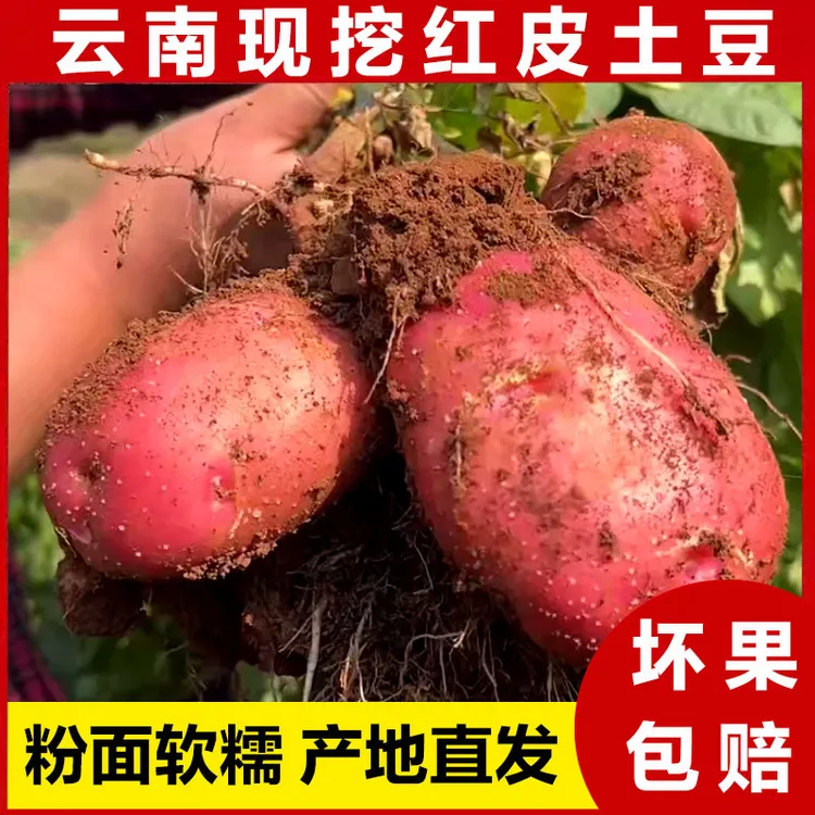 5/9斤云南红皮清香黄心土豆新鲜现挖当季蔬菜洋芋马铃薯开花洋芋