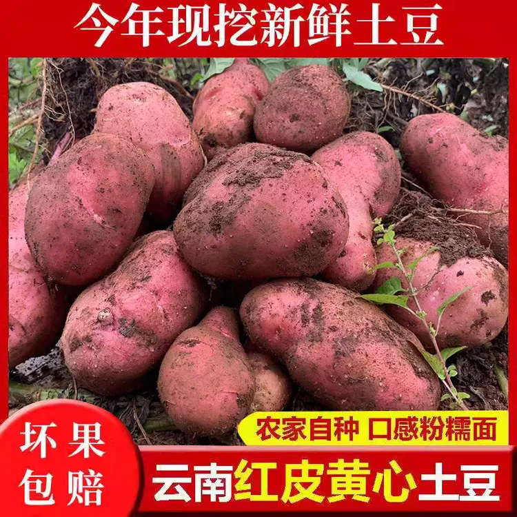 【福利】5/9斤云南土豆红皮黄心土豆新鲜蔬菜洋芋马铃薯红土豆开花