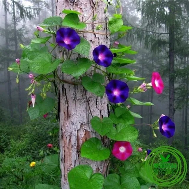 大牵牛花种子四季易种花卉盆栽绿植盆景花草植物爬藤喇叭花花籽