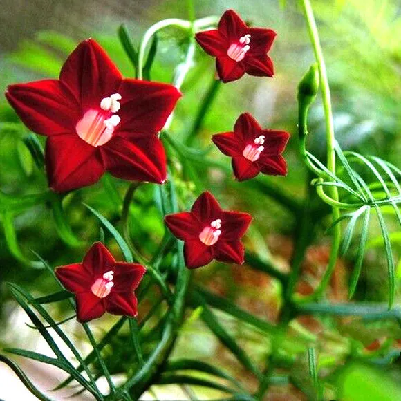 羽叶茑萝花种子庭院爬藤植物五角星花盆栽阳台四季开花