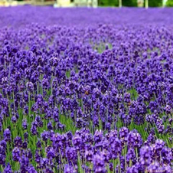 园林花卉四季易活驱蚊植物庭院花种子普罗旺斯薰衣草种子阳台盆栽