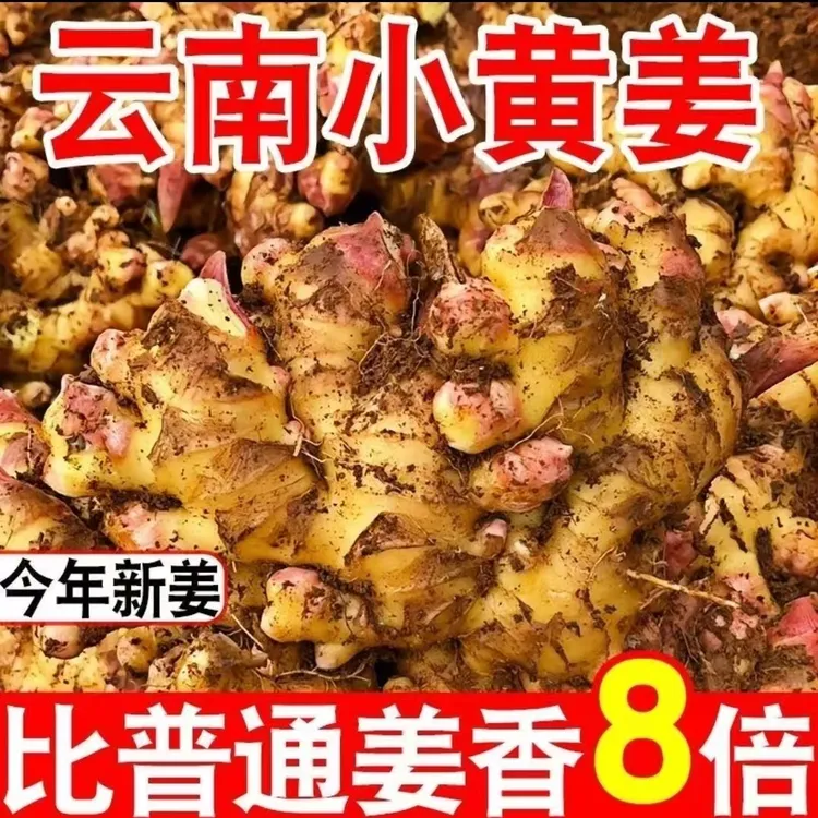 云南山地小黄姜头茬嫩姜现挖现发新鲜发货称重足斤辛辣优质生态