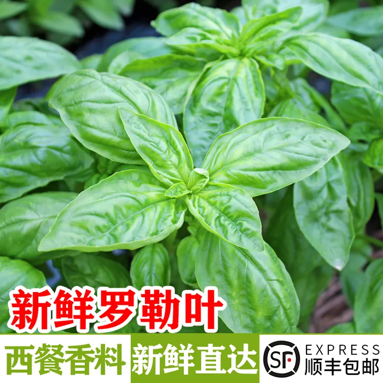 新鲜罗勒叶 食用甜罗勒欧罗西餐香料意面青酱披萨草调味料蔬菜
