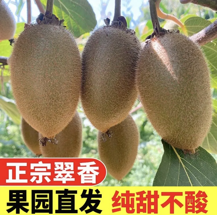 【果园直发】陕西周至正宗翠香猕猴桃新鲜水果纯甜绿心奇异果现摘