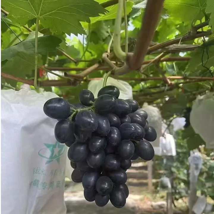 【顺丰包邮】贵州长顺紫王葡萄新鲜采摘现采现发