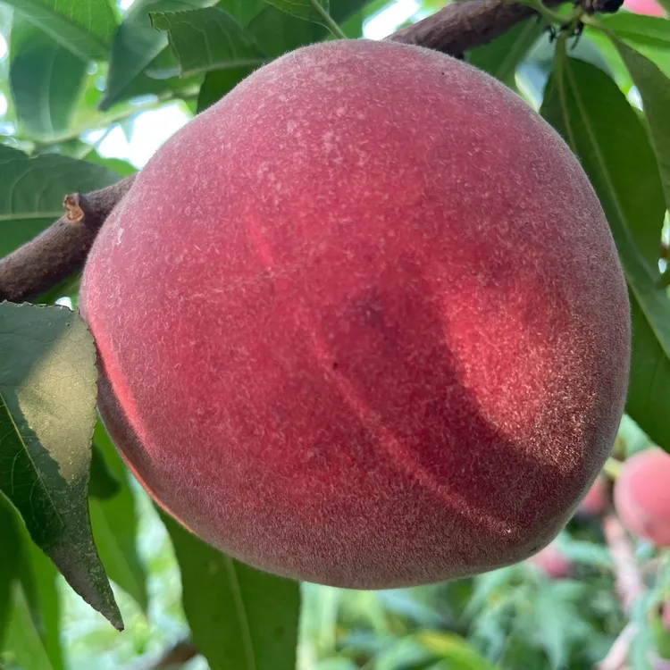 中华血桃（红皮红肉）毛桃