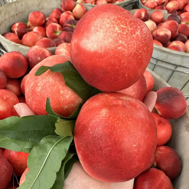 红珊瑚油桃（脆甜早熟）