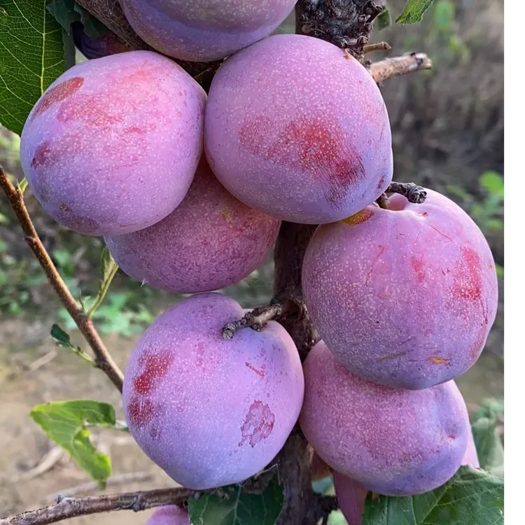 吉盛桃李（耐寒品种）