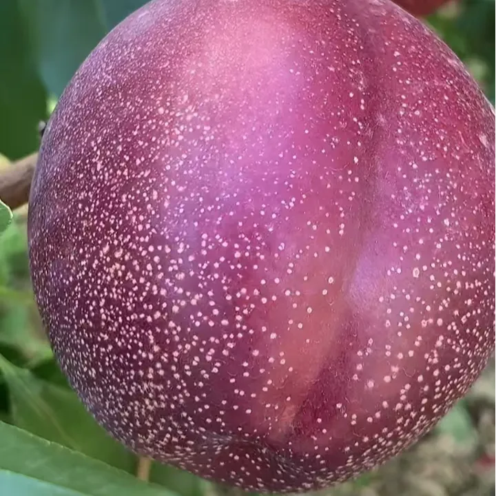 黑皮158桃（目前最火爆的品种）