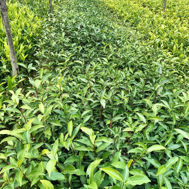 梅占茶苗 一年苗两年苗