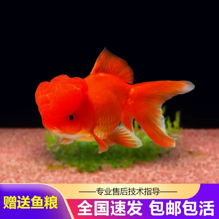 招财鱼金鱼活鱼观赏鱼鱼苗活体鹤顶红狮子头龙睛泰狮好养耐活批发