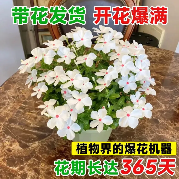 【4盆4色】直播间福利长春花110盆发货天天开不同色盆栽耐热送肥料