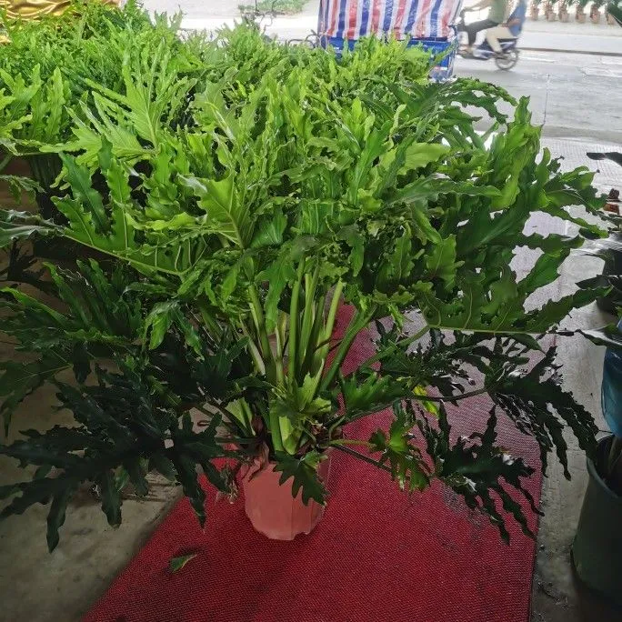 龙鳞春羽植物春芋羽裂喜林芋喜树蕉春雨盆栽绿植四季常青净化空气