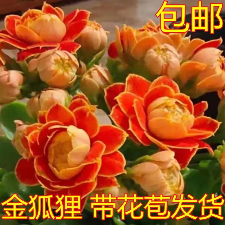 【金狐狸】120杯，连盆高度20厘米以上