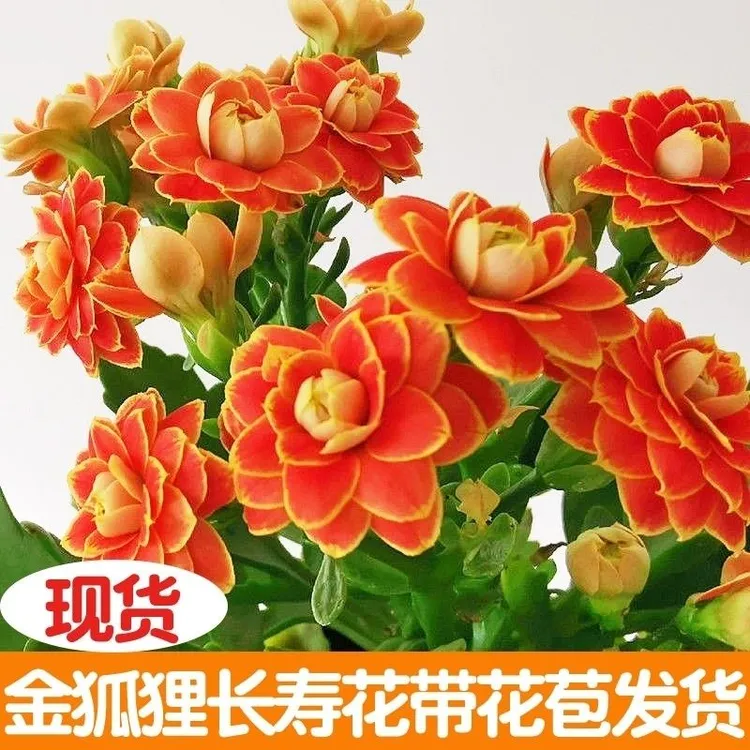 长寿花金狐狸盆栽花卉重瓣大花植物室内绿植带花苞发货
