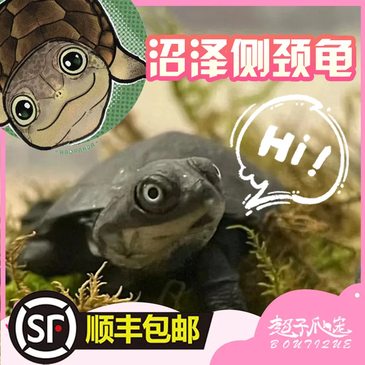沼泽侧颈龟黄头侧颈龟乌龟忍者神龟活体西非侧颈龟直播窄桥蛋龟