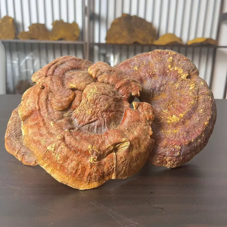 【胖虎推荐】云南野生赤灵芝 现称现拍（中秋送礼野生山货）