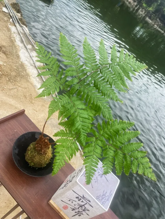 蕨类植物苔藓球水培原盆土培四季小型绿植老桩盆景室内桌面办公室