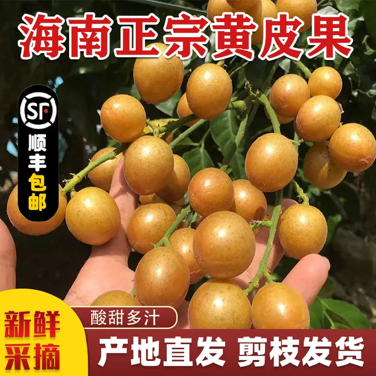 顺丰包邮海南应季黄皮果新鲜现摘鸡心黄弹果酸甜孕妇水果全程冷链