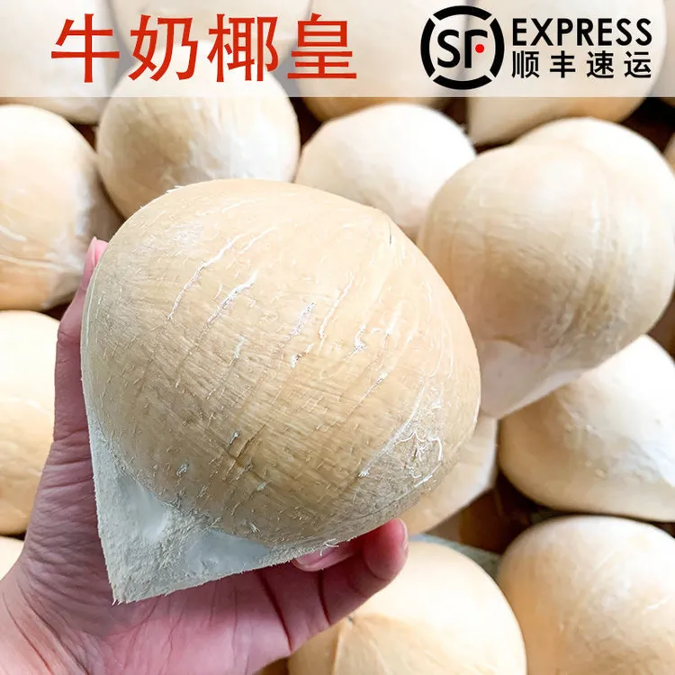 海南热带水果椰皇奶香椰子小奶椰新鲜椰子牛奶椰子椰青6-10个装