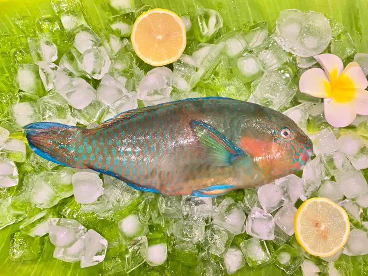海捕野生鹦鹉鱼 青衣/粉衣/彩衣 可刺身/清蒸/红烧(三斤装)