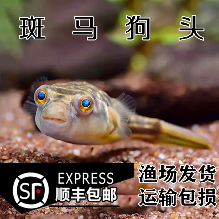 斑马狗头活体观赏鱼淡水河豚凶猛零售牙口好鱼苗野生F1非洲进口