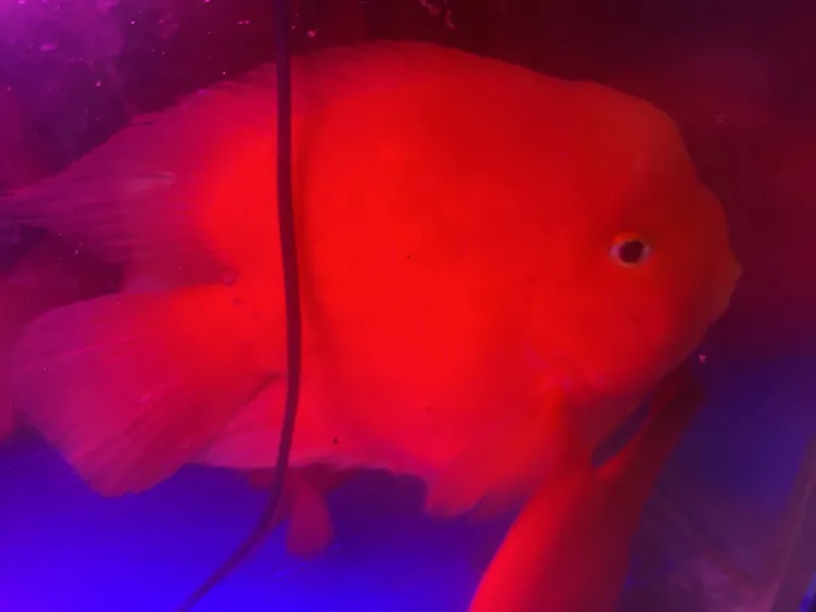 财神宽体大财神活体大型观赏鱼北方白云